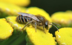 Colletes