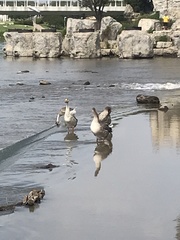 Anser anser domesticus × anser cygnoides domesticus