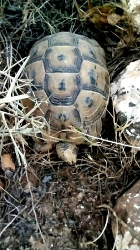 Greek Tortoise