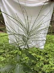 Verbena urticifolia