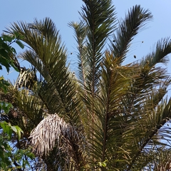 Raphia australis