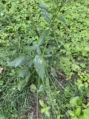 Verbena urticifolia
