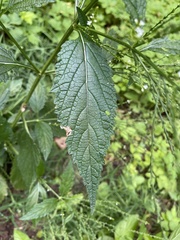 Verbena urticifolia