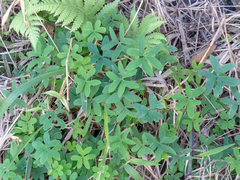 Oxalis bipartita