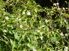 Ranunculus aconitifolius