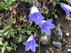 Campanula lasiocarpa