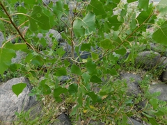 Populus deltoides