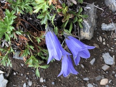 Campanula lasiocarpa