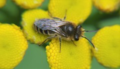 Colletes