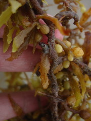 Jellyella tuberculata