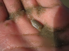 Emerita benedicti