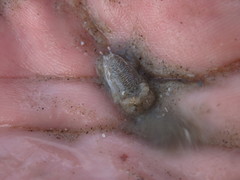 Emerita benedicti
