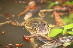 Eastern Spadefoot Toad photo 2