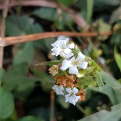 Phaulopsis imbricata