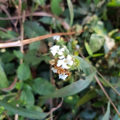 Phaulopsis imbricata