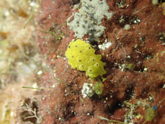 Stichopus