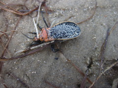 Rhiginia cinctiventris