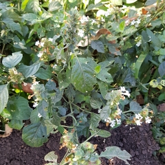 Phaulopsis imbricata