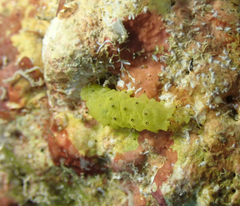 Stichopus
