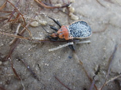 Rhiginia cinctiventris
