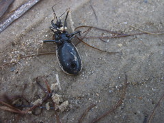 Rhiginia cinctiventris