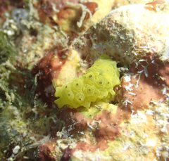Stichopus