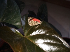 Diaethria clymena