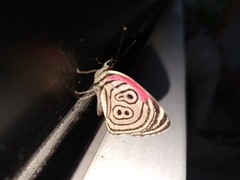 Diaethria clymena