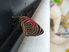 Diaethria clymena
