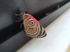Diaethria clymena