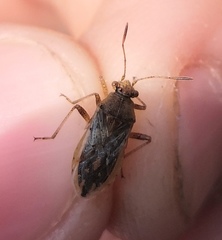 Rhopalus parumpunctatus