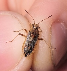 Rhopalus parumpunctatus