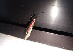 Diaethria clymena