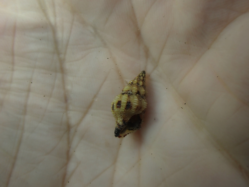 Peristernia chlorostoma observed 2021-07-29
