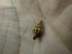 Peristernia chlorostoma