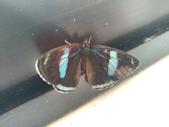 Diaethria clymena