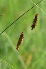 Carex limosa