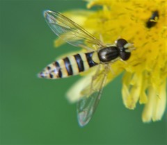 Syrphidae