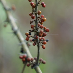 Zanthoxylum acanthopodium
