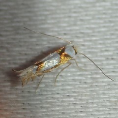 Phyllonorycter fitchella