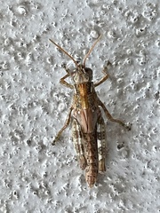 Melanoplus punctulatus