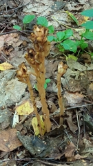 Monotropa