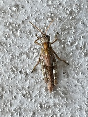 Melanoplus punctulatus