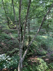 Cladrastis kentukea