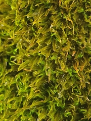 Didymodon sinuosus