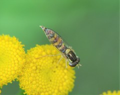 Syrphidae