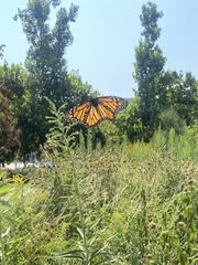 Danaus plexippus