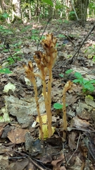 Monotropa
