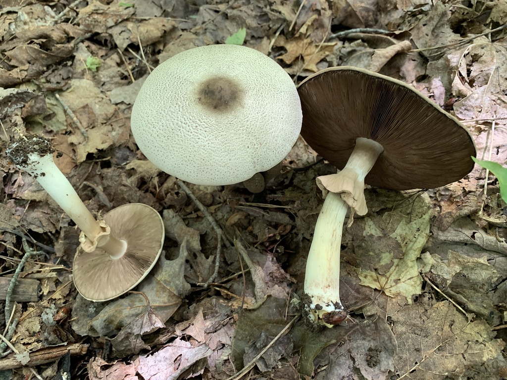 Agaricus leptocaulis