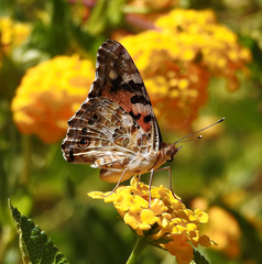 Vanessa cardui
